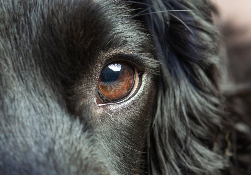 Päivitä praktiikkatietosi: oftalmologia (koira & kissa)