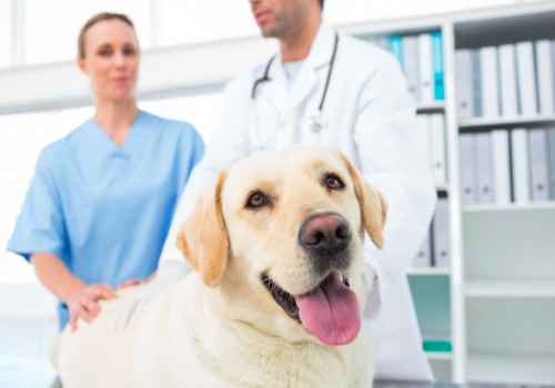 Koiran ja kissan käyttäytyminen ja hyvinvoinnin mittaaminen eläinlääkärikäynnillä