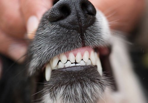 Koiran ja kissan hammashoito: Pinnoitukset ja paikkaukset
