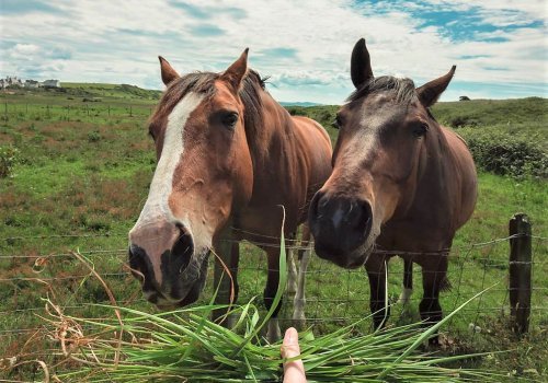 Päivitä praktiikkatietosi: Akuutit hevosten sairaudet