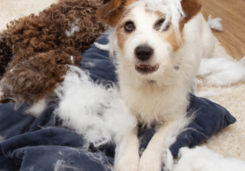 Päivitä praktiikkatietosi: käytöspotilas vastaanotolla (koirat)