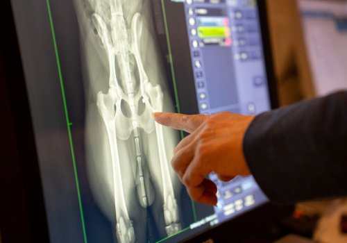 Save the date: Ortopedisen potilaan röntgenkuvaus (koira & kissa)
