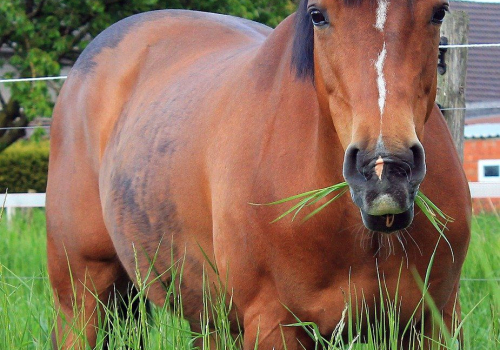 Gastrointestinal Diseases in Horses