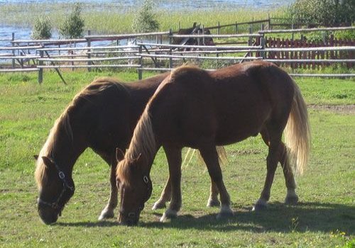 Hevosen kesäihottuma