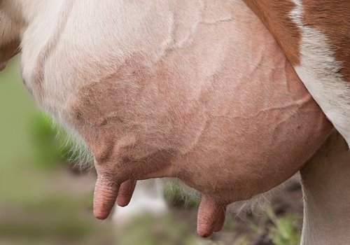 Utareterveys ja umpikausi