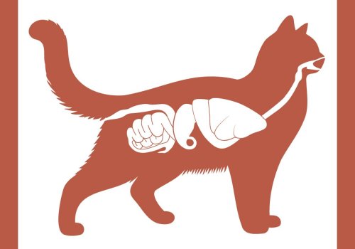 Sisätautipotilaan tutkiminen